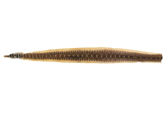 Rattlesnake Skin with Rattle: 53.5" including rattle: Gallery Item 