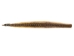 Rattlesnake Skin with Rattle: 53.5" including rattle: Gallery Item - 598-SKT-G6967 (Y2LRG)