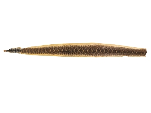 Rattlesnake Skin with Rattle: 53.5" including rattle: Gallery Item 
