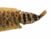 Rattlesnake Skin with Rattle: 50.75" including rattle: Gallery Item - 598-SKT-G6968 (Y2LRG)