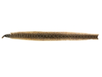 Rattlesnake Skin with Rattle: 50.75" including rattle: Gallery Item 