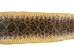 Rattlesnake Skin with Rattle: 46.5" including rattle: Gallery Item - 598-SKU-G6963 (Y2LRG)