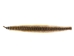 Rattlesnake Skin with Rattle: 46.5" including rattle: Gallery Item - 598-SKU-G6963 (Y2LRG)