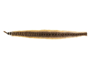 Rattlesnake Skin with Rattle: 46.5" including rattle: Gallery Item 