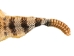 Rattlesnake Skin with Rattle: 47" including rattle: Gallery Item - 598-SKU-G6964 (Y2LRG)