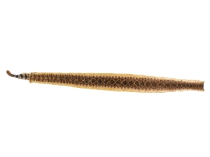 Rattlesnake Skin with Rattle: 47" including rattle: Gallery Item 