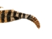 Rattlesnake Skin with Rattle: 43.5" including rattle: Gallery Item - 598-SKU-G6965 (Y2LRG)