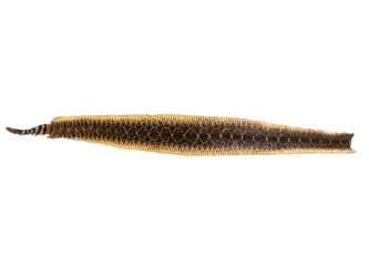 Rattlesnake Skin with Rattle: 43.5" including rattle: Gallery Item 