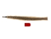 Rattlesnake Skin with Rattle: 39" including rattle: Gallery Item - 598-SKV-G6960 (Y2LRG)