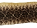 Rattlesnake Skin with Rattle: 39" including rattle: Gallery Item - 598-SKV-G6960 (Y2LRG)