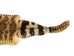 Rattlesnake Skin with Rattle: 39" including rattle: Gallery Item - 598-SKV-G6960 (Y2LRG)