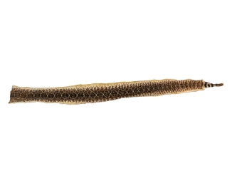 Rattlesnake Skin with Rattle: 39" including rattle: Gallery Item 