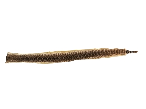 Rattlesnake Skin with Rattle: 39" including rattle: Gallery Item 
