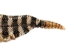 Rattlesnake Skin with Rattle: 38.25" including rattle: Gallery Item - 598-SKV-G6961 (Y2LRG)