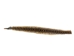 Rattlesnake Skin with Rattle: 38.25" including rattle: Gallery Item - 598-SKV-G6961 (Y2LRG)