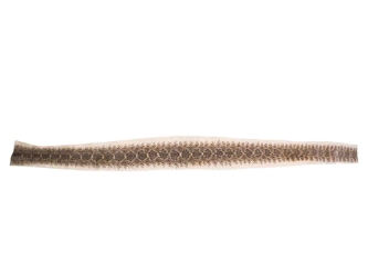 Rattlesnake Skin with No Rattle: 49": Gallery Item 