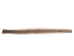 Rattlesnake Skin with No Rattle: 49": Gallery Item - 598-SRT-G6436 (Y2LRE)