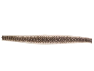 Rattlesnake Skin with No Rattle: 36.5": Gallery Item 