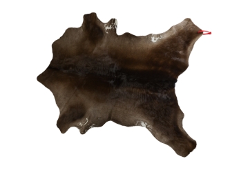 Calf Skin: Gallery Item 