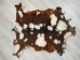 Spanish Goatskin: Large: Gallery Item - 66-L-G4461 (Y3LRH)