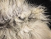Icelandic Sheepskin: Piebald: 130-140cm or 52" to 56": Gallery Item - 7-404-G7536 (Y1LRF)