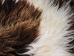 Icelandic Sheepskin: Piebald: 130-140cm or 52" to 56": Gallery Item - 7-404-G7539 (Y1LRA)