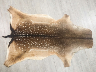 Hungarian Fallow Deer Hide: Summer Phase: Gallery Item 