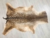 Hungarian Fallow Deer Hide: Summer Phase: Gallery Item - 744-S-G4714 (Y1HRF)