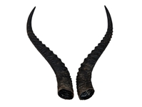 Pair of 14" Male Springbok Horns: Gallery Item 