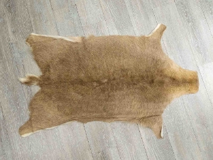 Grey Rhebok Skin: Gallery Item 