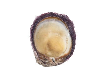 Spiny Oyster Shell: Purple #2: Gallery Item 