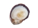 Spiny Oyster Shell: Purple #2: Gallery Item - 1086-22-G4992 (Y1J)