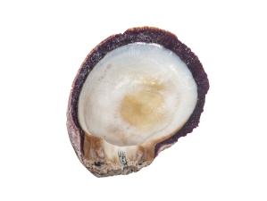 Spiny Oyster Shell: Purple #2: Gallery Item 