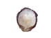 Spiny Oyster Shell: Purple #2: Gallery Item - 1086-22-G4993 (Y1J)