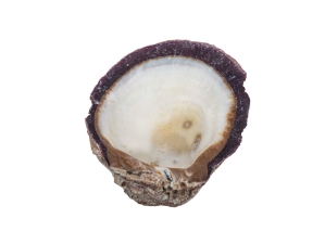 Spiny Oyster Shell: Purple #2: Gallery Item 