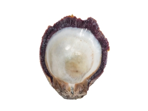 Spiny Oyster Shell: Purple #2: Gallery Item 