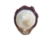 Spiny Oyster Shell: Purple #2: Gallery Item - 1086-22-G4996 (Y1J)