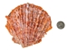 Spiny Oyster Shell: Orange #1: Gallery Item - 1086-41-G6330 (8UR11)