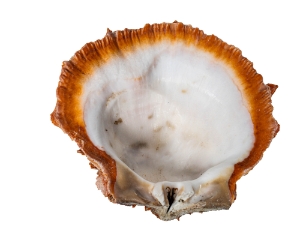 Spiny Oyster Shell: Orange #1: Gallery Item 