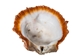 Spiny Oyster Shell: Orange #1: Gallery Item - 1086-41-G6330 (8UR11)