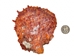 Spiny Oyster Shell: Orange #1: Gallery Item - 1086-41-G6331 (8UR11)