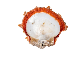 Spiny Oyster Shell: Orange #1: Gallery Item 