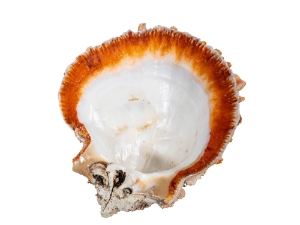 Spiny Oyster Shell: Orange #1: Gallery Item 