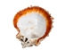 Spiny Oyster Shell: Orange #1: Gallery Item - 1086-41-G6333 (8UR11)