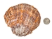 Spiny Oyster Shell: Orange #1: Gallery Item - 1086-41-G6334 (8UR11)