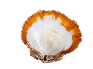 Spiny Oyster Shell: Orange #1: Gallery Item 