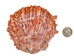 Spiny Oyster Shell: Orange #1: Gallery Item - 1086-41-G6335 (8UR11)