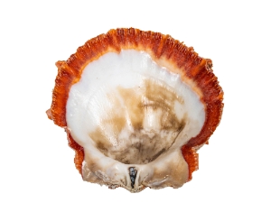 Spiny Oyster Shell: Orange #1: Gallery Item 