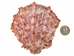 Spiny Oyster Shell: Orange #1: Gallery Item - 1086-41-G6336 (8UR11)