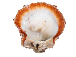 Spiny Oyster Shell: Orange #1: Gallery Item 